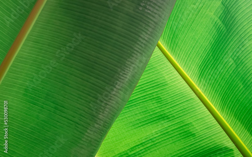 Abstract green foliage background. Sunlight and shadow on backside of green banana leaf surface in botanical garden