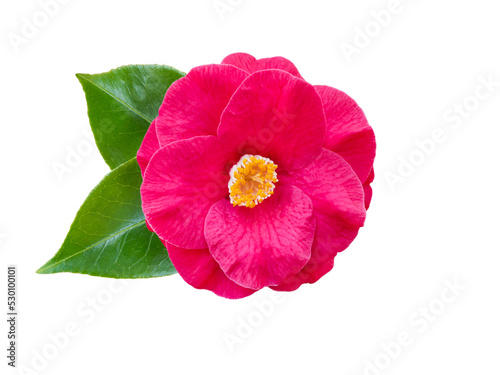 Pink camellia or japanese tsubaki semi-double form flower with leaves isolated transparent png