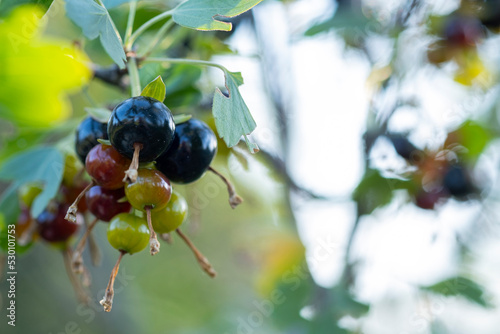osta berries of a hybrid of blackcurrant and gooseberry on the branches of a bush in the early morning. photo