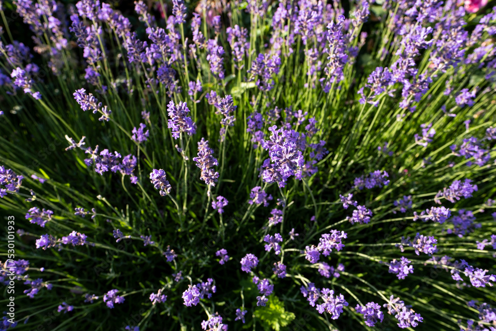 Lush lavender bush, beautiful lavender background. bottom view of lavender flowers. Lush lavender bush, beautiful lavender background. bottom view of lavender flowers.