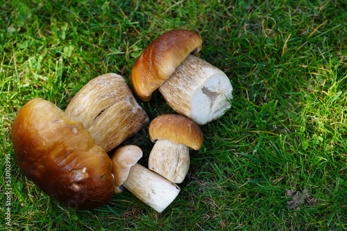 a lot of boletus mushroom fungus