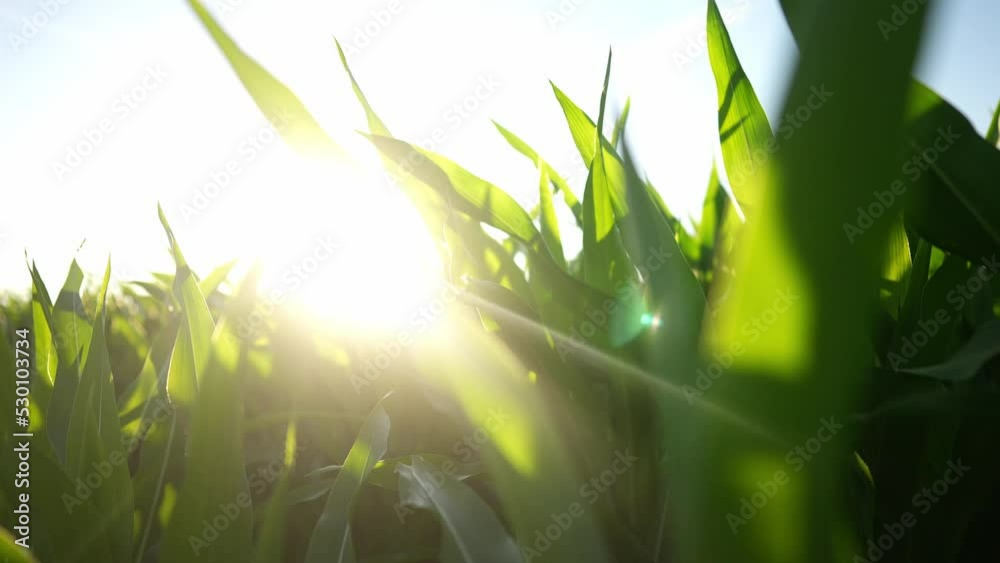 agriculture maize. corn on the field a during sunset. corn a agriculture harvesting agribusiness concept. walk in large corn field. large harvest of corn in summer on lifestyle the field landscape