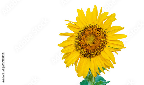 Cut Sunflower PNG