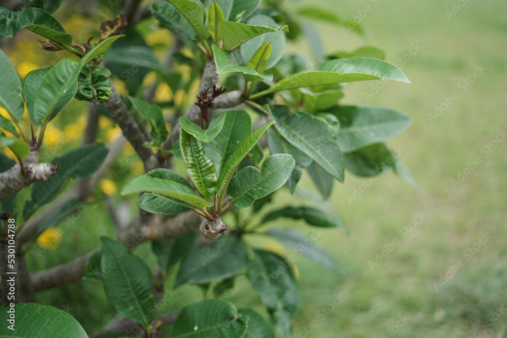green tree leaf detail in home garden
