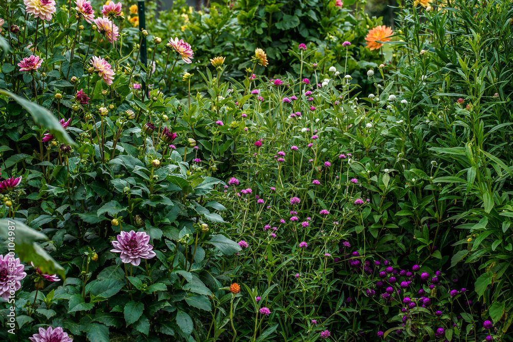 Outdoor flower garden in full bloom, lush greenery. Dahlias, gomphrena, buds, blooms. Outdoor flower garden in full bloom, lush greenery. Dahlias, gomphrena, buds, blooms.