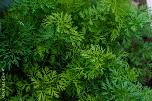 Lush green carrot tops. Carrots growing in an outdoor garden space.