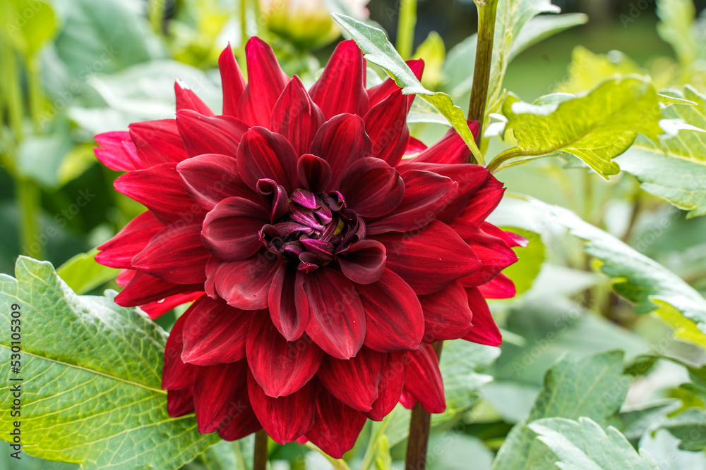 Flower that grows in the dark deals