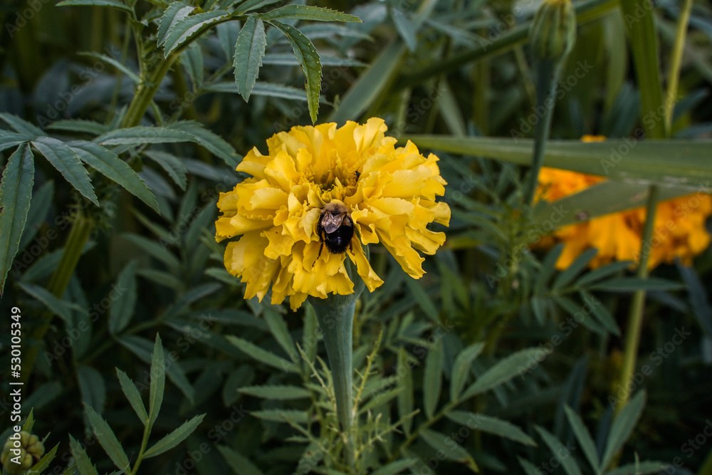 A bumblebee is caught sleeping between the petals of a large yellow marigold flower. A bumblebee is caught sleeping between the petals of a large yellow marigold flower.