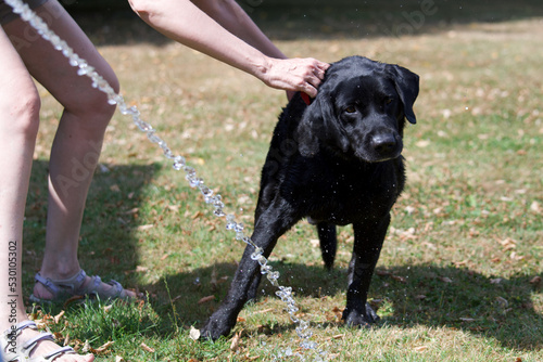 Photos One person trying to wash a recalcitrant black labrador retriever dog with a hose in a garden