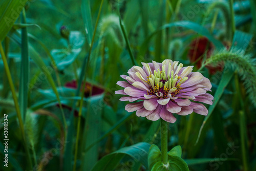 Single queen lime zinnia flower growing among the tall weeds in a field.