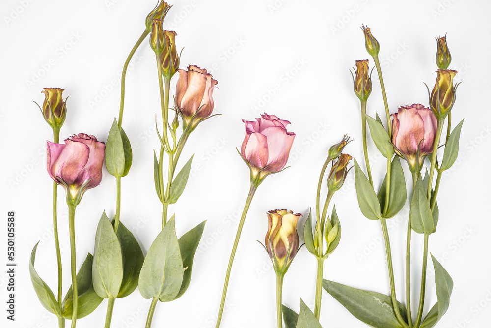 Beautiful image of a few pink lisianthus flowers placed on a white background. Flat lay image. Minimal image.