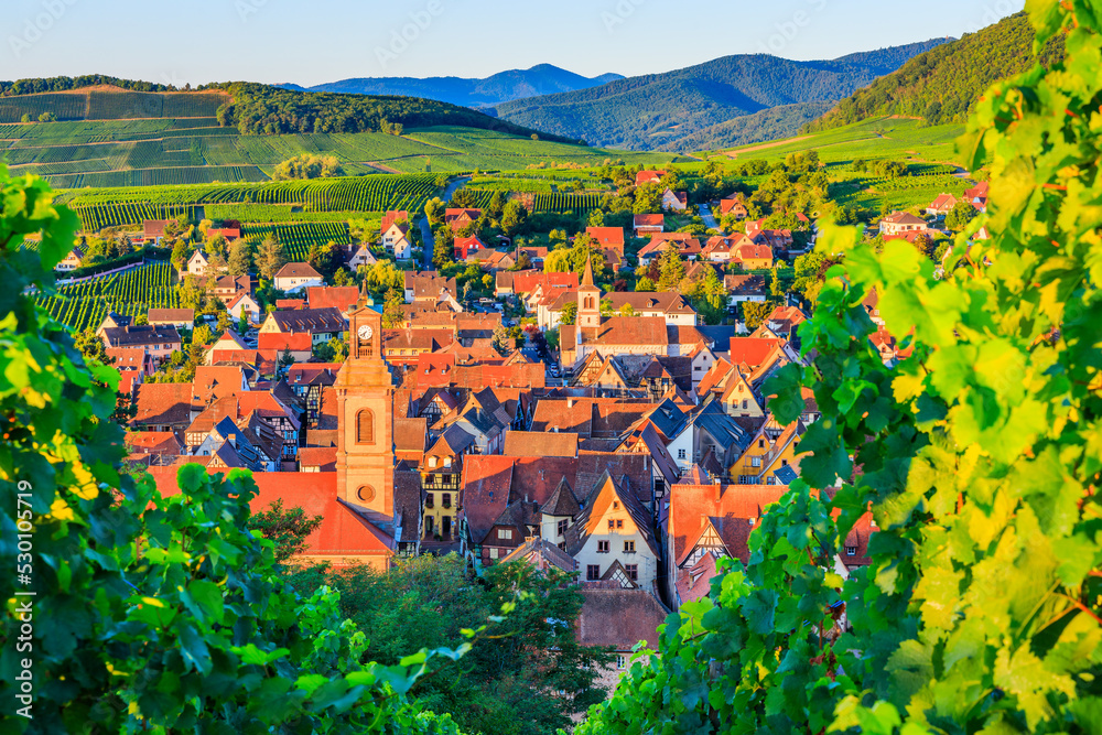 Riquewihr, France. Vineyards near the historic village. The Alsace Wine Route.