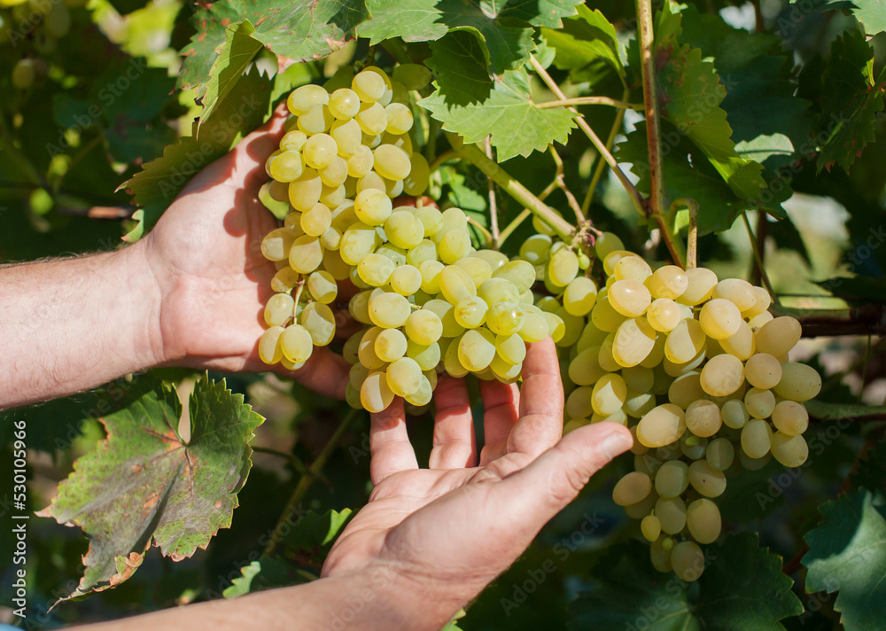 A man holds a bunch of ripe yellow grapes in a vineyard close-up. Harvesting grapes