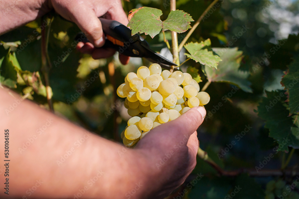 Man harvests white grapes in a vineyard. Cuts bunches of ripe grapes Man harvests white grapes in a vineyard. Cuts bunches of ripe grapes