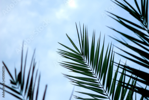 Greenery. Leaves, detail, against the sky background - Stock photo