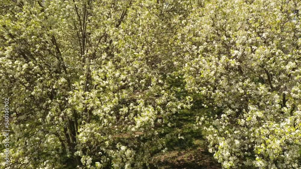 Tree orchard in bloom during spring in outdoor public park with green grass Tree orchard in bloom during spring in outdoor public park with green grass