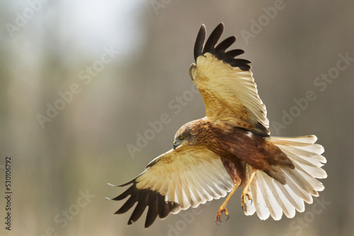 Birds of prey - Marsh Harrier male Circus aeruginosus hunting time flying bird