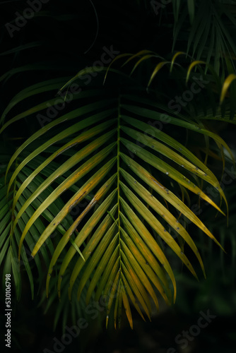 Yellow palm or Dypsis lutescens is a popular houseplant commonly found in gardens. Plants belonging to the areca nut originating from Madagascar but are now threatened with extinction. © ajiilhampratama