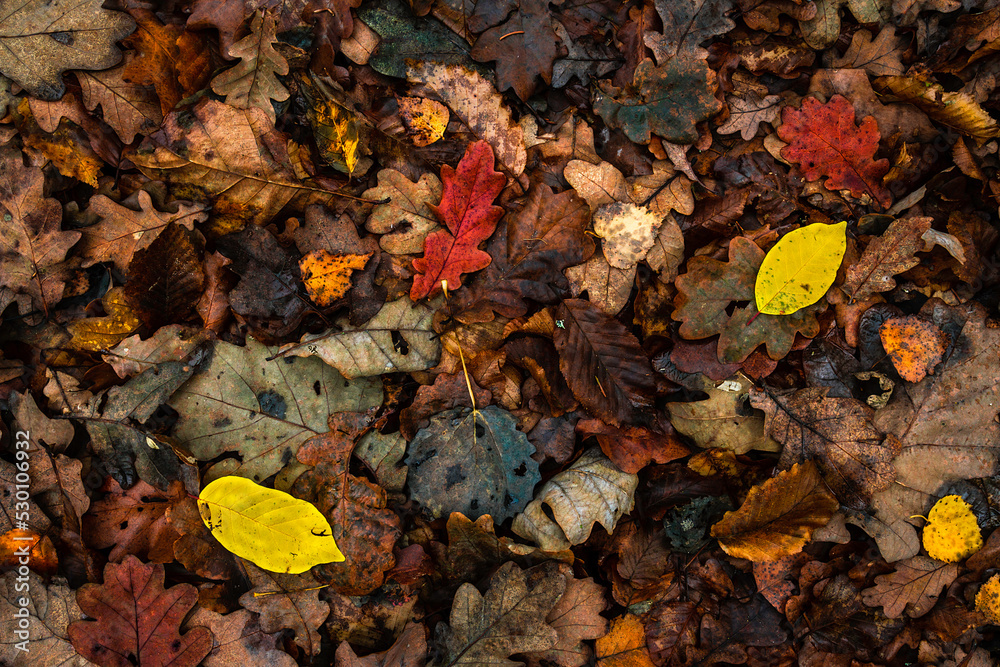 wallpaper or background autumn leaves on the ground fall wallpaper or background autumn leaves on the ground fall