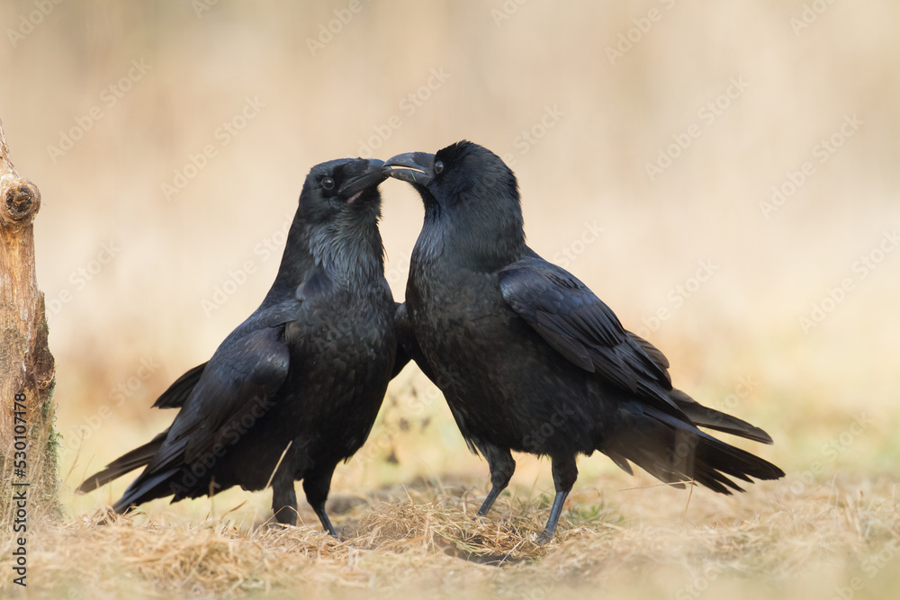 Fototapeta premium A beautiful raven (Corvus corax) walking among meadow North Poland Europe