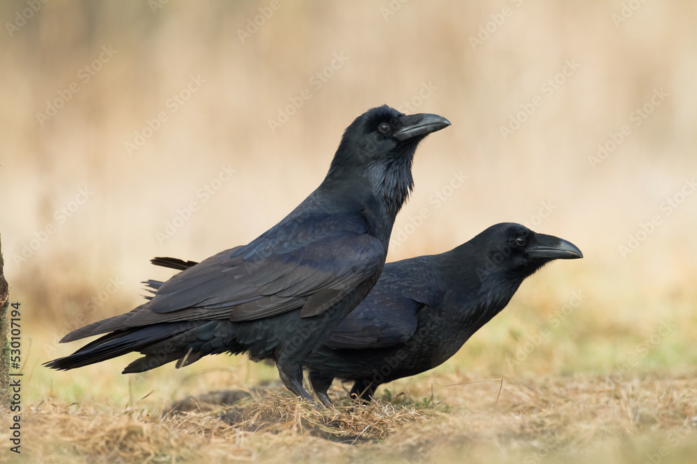 A beautiful raven (Corvus corax) walking among meadow North Poland Europe A beautiful raven (Corvus corax) walking among meadow North Poland Europe