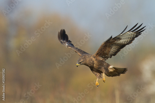 Common buzzard Buteo buteo in the fields in, buzzards in natural habitat, hawk bird, predatory bird close up flying bird