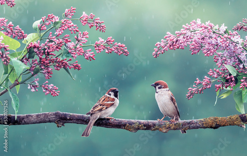 Canvas Print -two sparrow birds sitting on a branch of blooming lilac during the rain