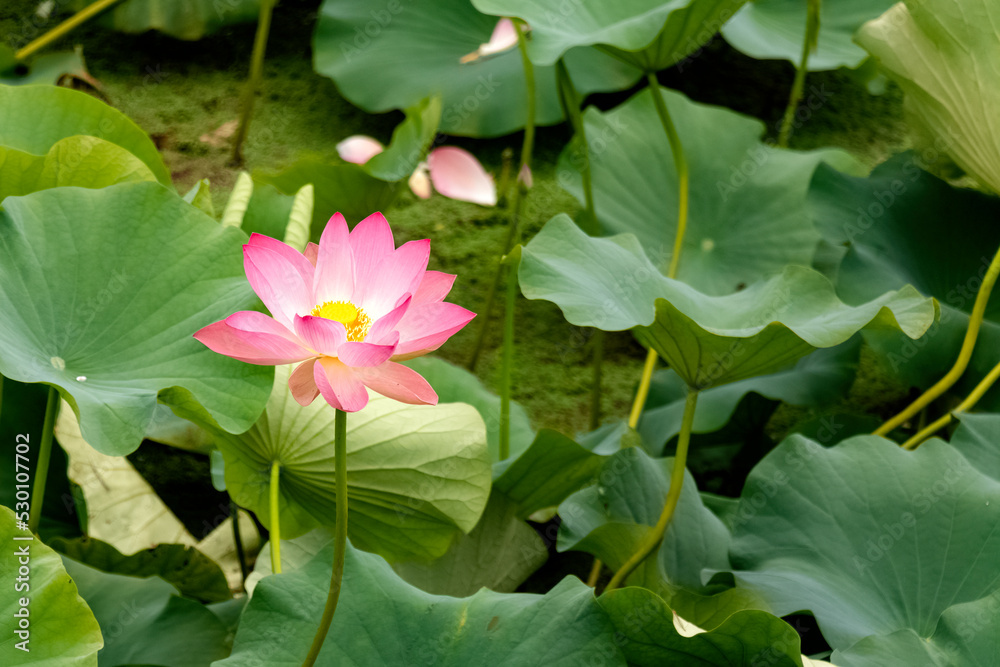 Pink lotus flowers blooming in lake surrounded by leaves. outdoor. selective focus. Pink lotus flowers blooming in lake surrounded by leaves. outdoor. selective focus.