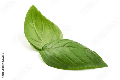 Fresh basil leaf isolated on white background, close up. Basil herb.