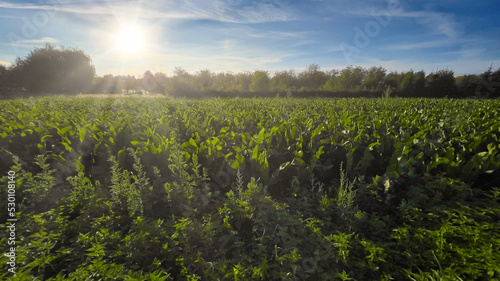 Fototapeta Naklejka Na Ścianę i Meble -  Bieszczady. Widok na obszary wiejskie.
