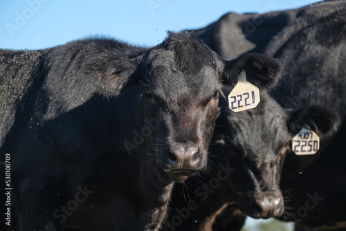 Judgmental and curious black angus calves on beef farm closeup.