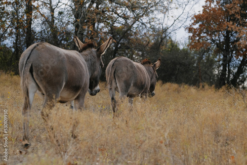 Fotografie Pair of mini donkeys walking through Texas farm field during winter