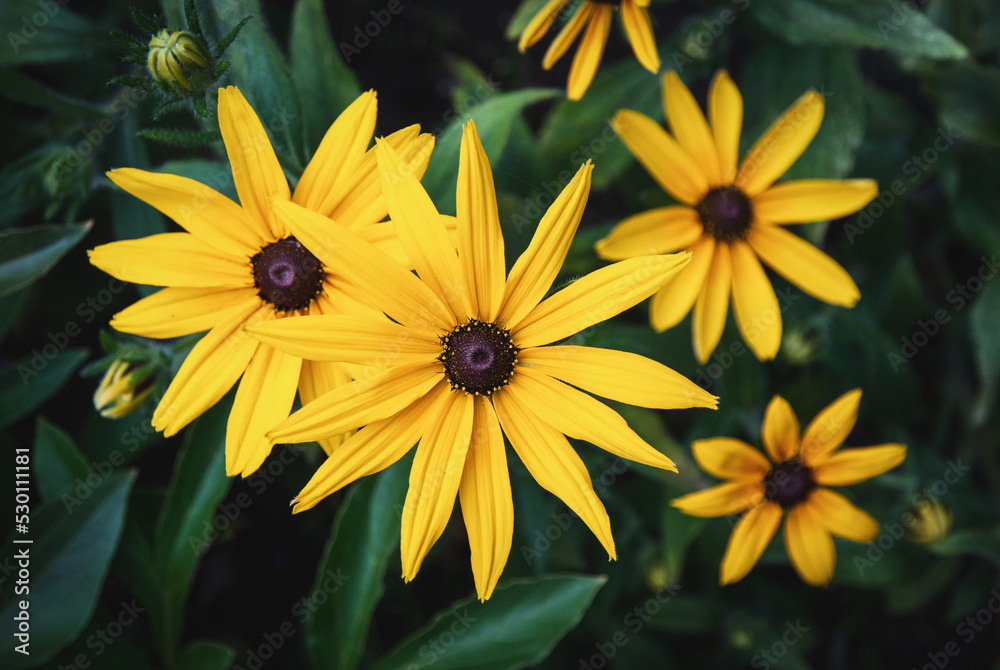Obraz premium Rudbeckia fulgida, Black eyed Susan yellow daisy flowers in the garden