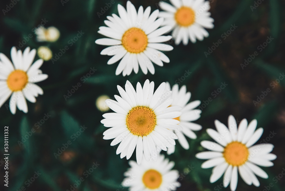 Oxeye daisy, Leucanthemum vulgare white yellow flowers in summer, dark and moody