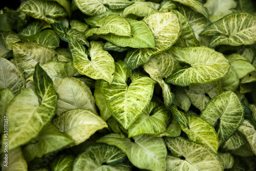 Arrowhead vine (Syngonium p...