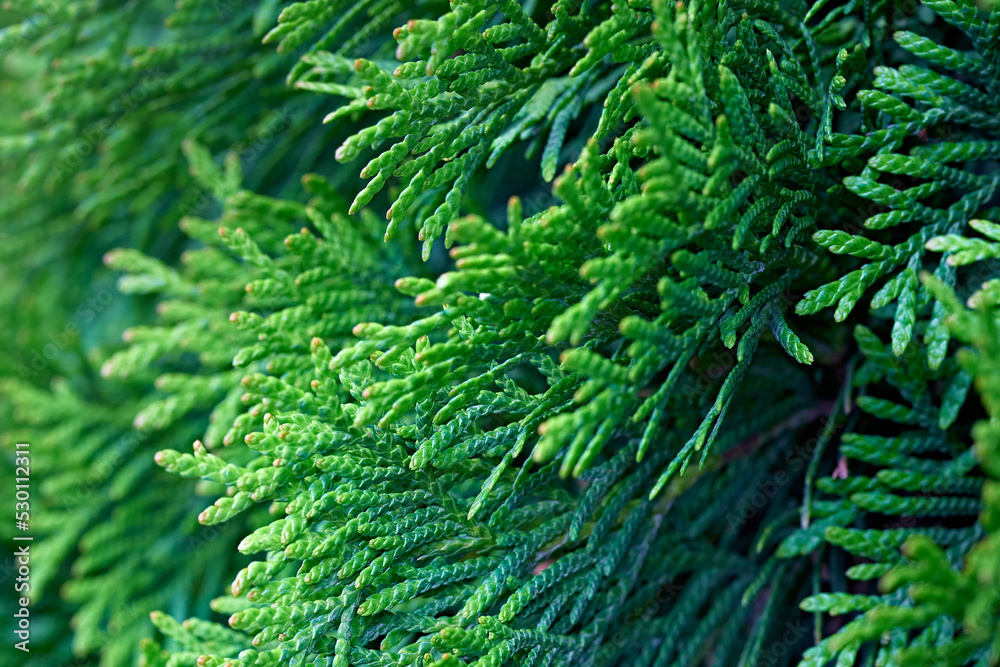Coniferous branches. Thuja branches in spring. Coniferous branches. Thuja branches in spring.