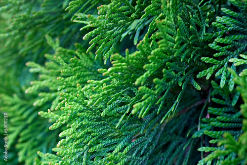 Coniferous branches. Thuja branches in spring.