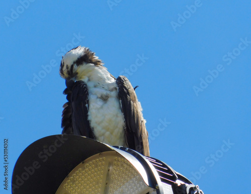 Osprey perched by nest on stadium lights on a Spring Afternoon.