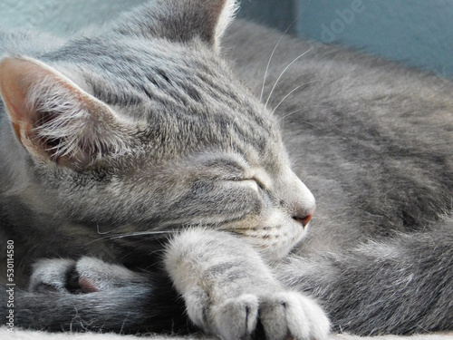 American Shorthair Kitten sleeping in the sunlight inside. Kitten is grey and white, sleeping on a beige platform, in front of blue-gray walls.