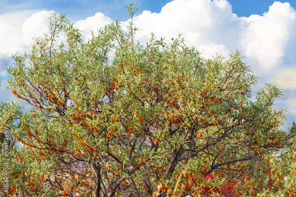 Sea buckthorn tree with orange ripe sea buckthorn berries against a cloudy sky