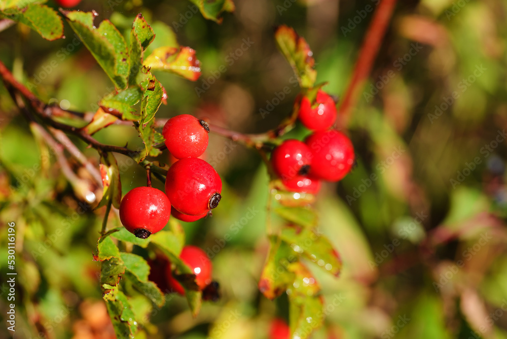 Autumn ripe berries of medicinal wild rose Autumn ripe berries of medicinal wild rose