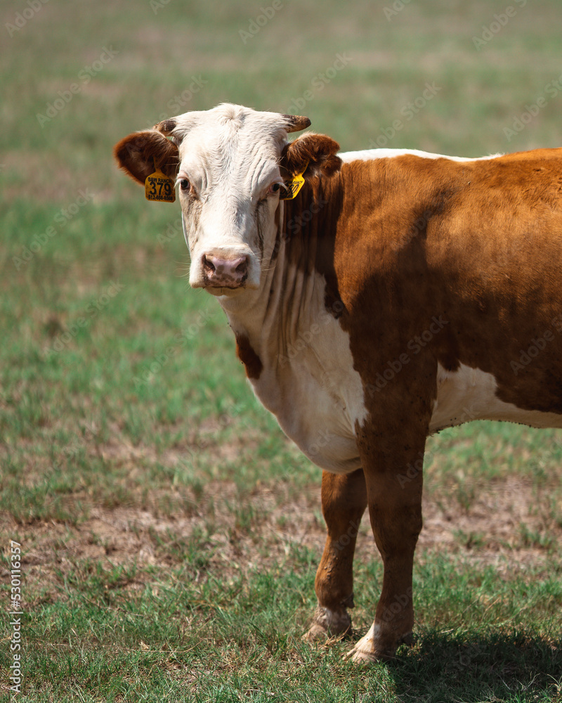 cow in a field cow in a field