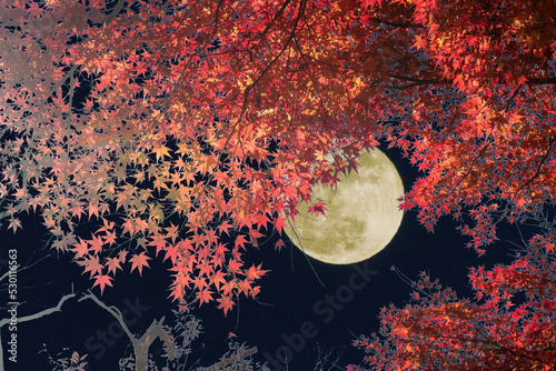 秋イメージ　紅葉と満月