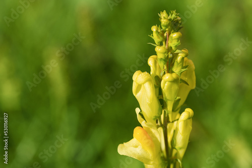Yellow flowers of Linaria vulgaris for floral background