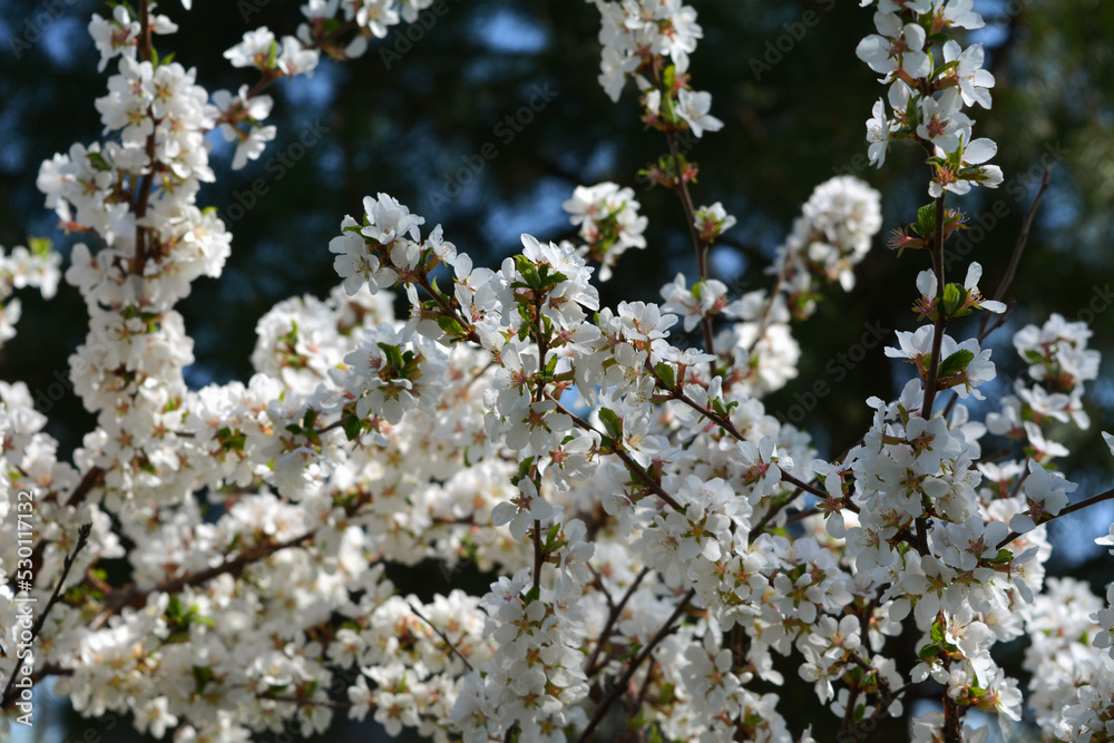 Nanking cherry (Prunus tomentosa) branches with lush white flowers. Spring in orchard. Nanking cherry (Prunus tomentosa) branches with lush white flowers. Spring in orchard.