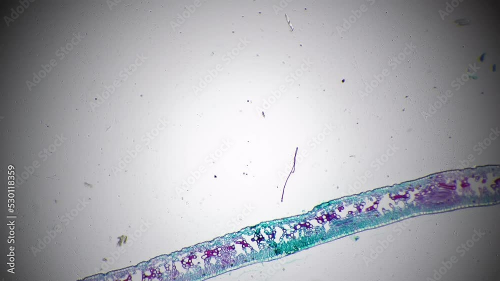 Stockvideo Leaf of Ligustrum lucidum in transversal section magnified