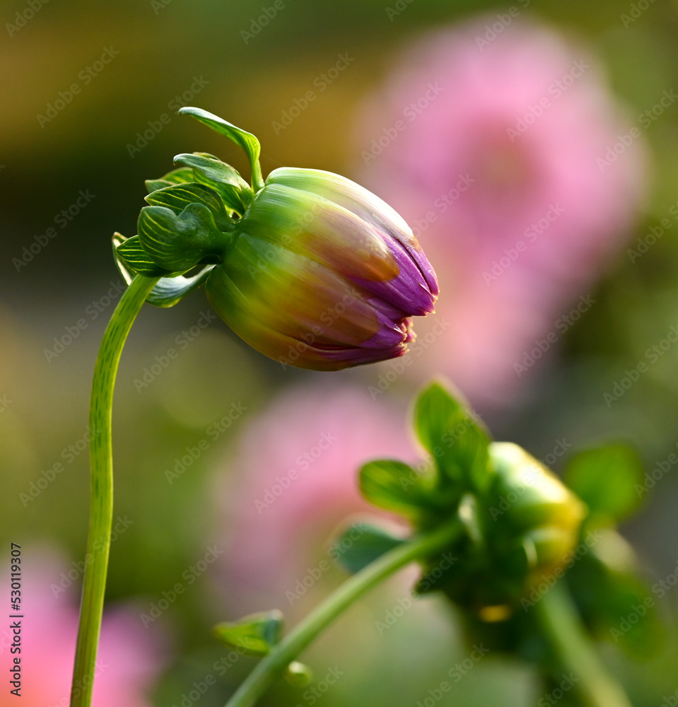 Beautiful close-up of a bud dahlia Beautiful close-up of a bud dahlia
