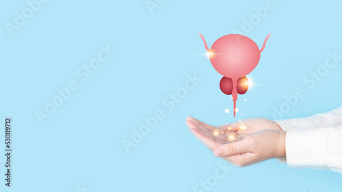 Healthy bladder and prostate gland anatomy on doctor hands over light blue background. Awareness of BPH, prostate cancer, bladder cancer and men health care. Urology and male reproductive concept.