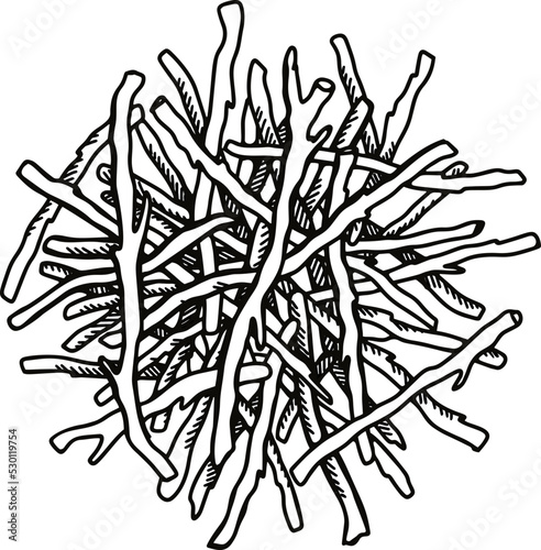 Hand drawn dried roots isolated on white background. Botanical vector illustration in sketch style.