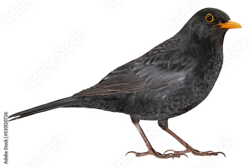 Male of Eurasian Blackbird (Turdus merula), isolated in PNG, with transparent background photo